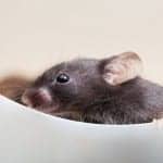 Loud Noise May Contribute to Reorganization of Brain Auditory System in Mice