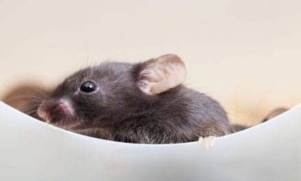 Loud Noise May Contribute to Reorganization of Brain Auditory System in Mice